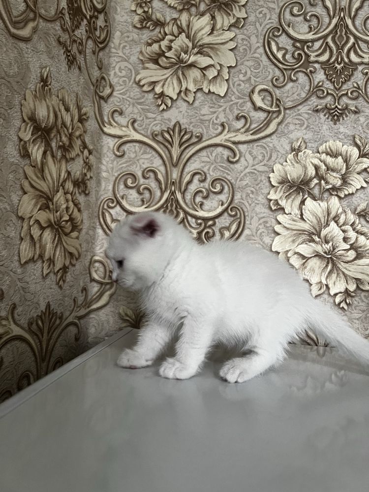 Кошка Скоттиш фолд