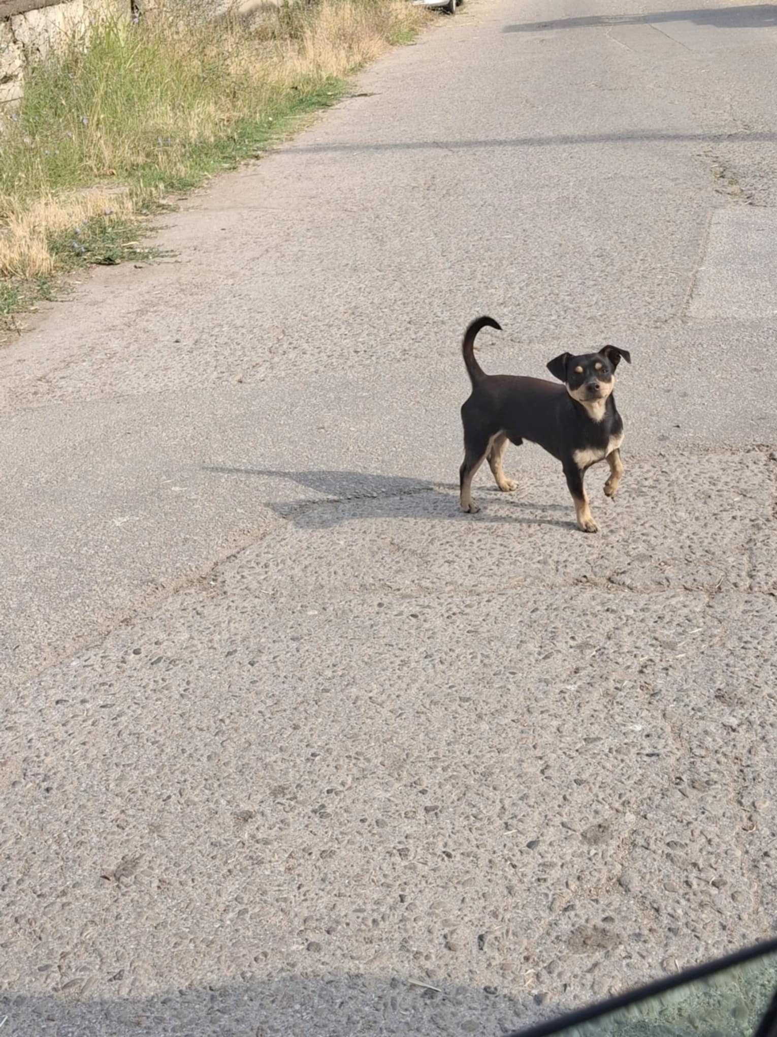 Подарявам кученца