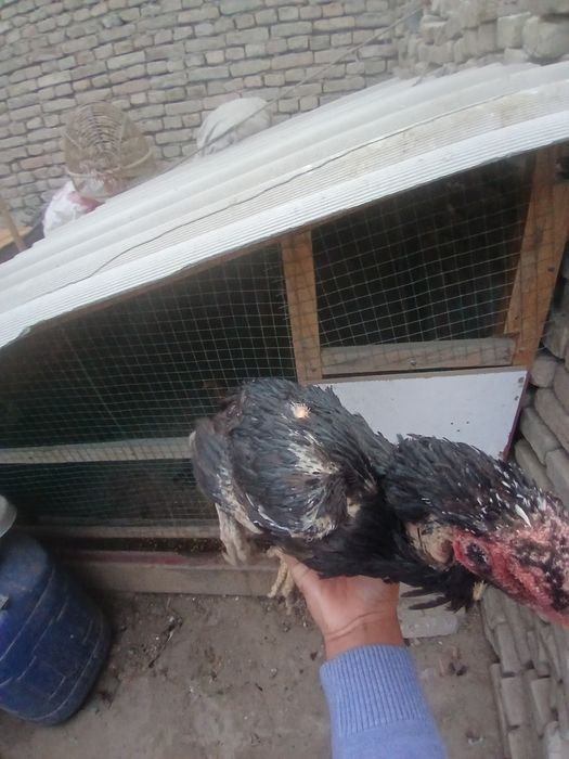 dakan mokiyon sotiladi