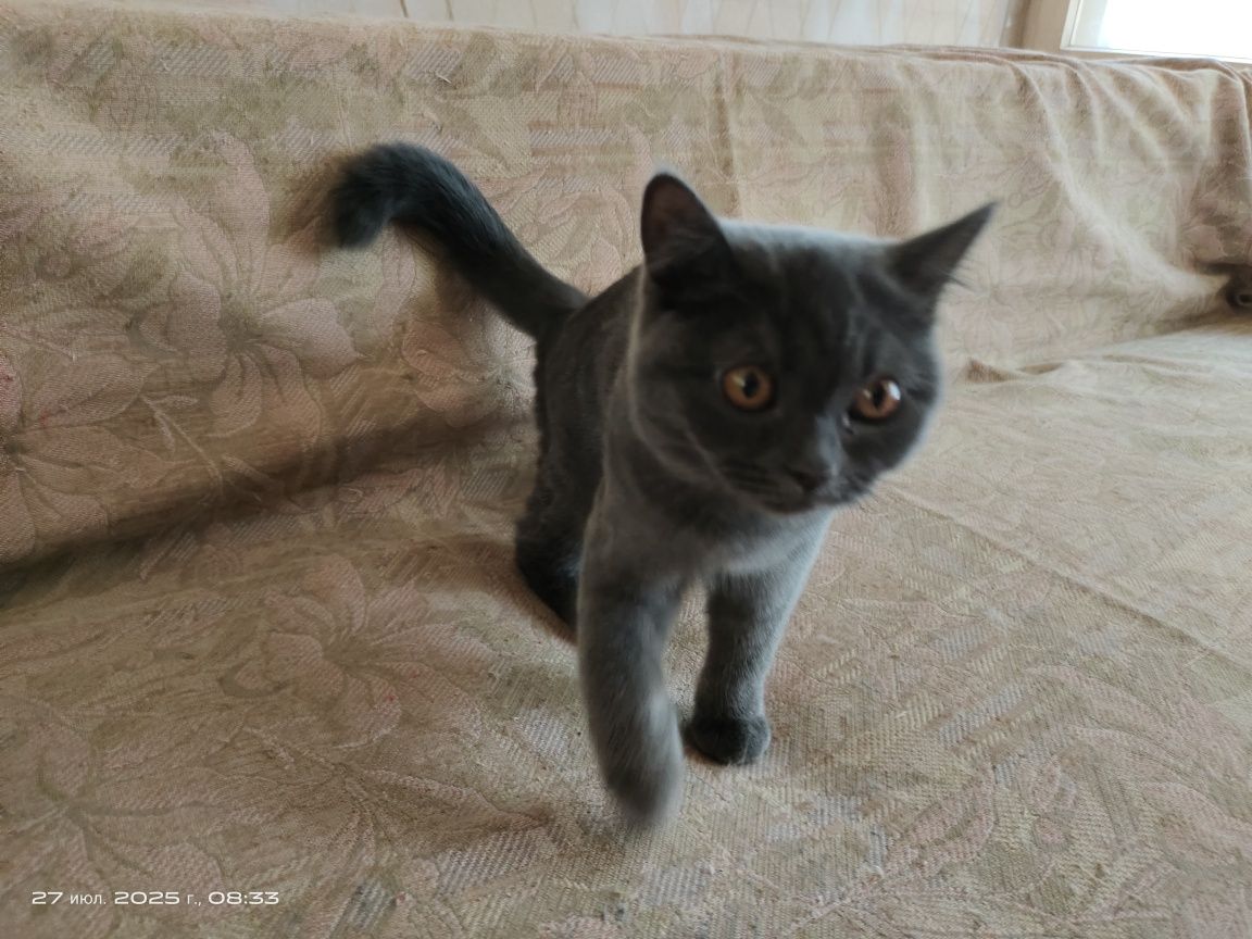 Продам котят в хорошие руки