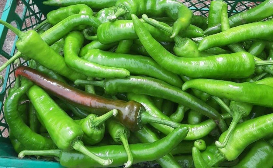 Продам перец средне-острый