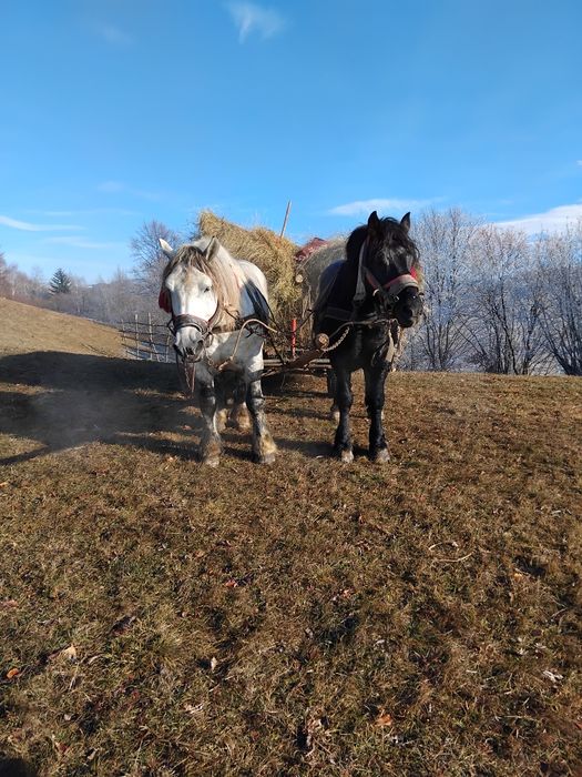 VAND URGENT  harmasari foarte cuminți