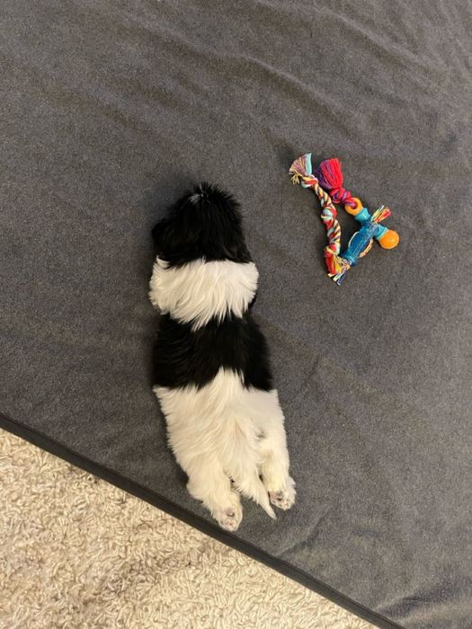 Bichon maltez mini toy