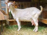 Продам молочную породистую козу с козлёнком