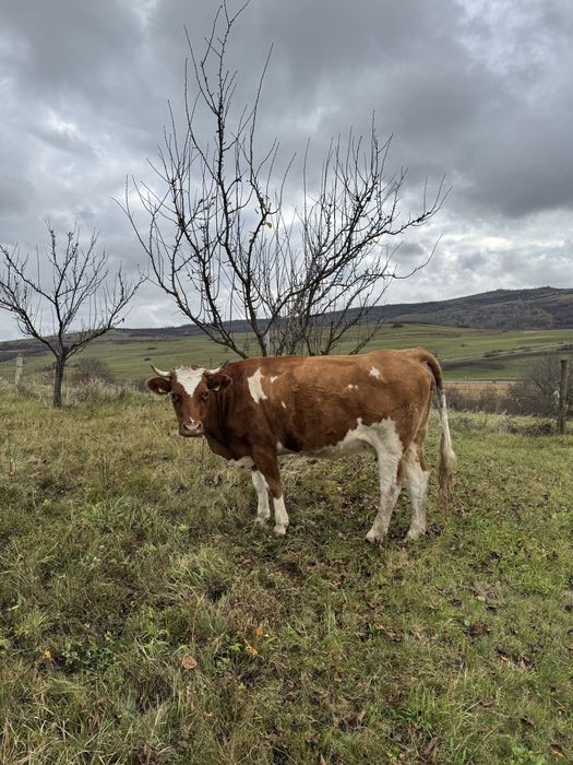 Vand Vaca si Juninca
