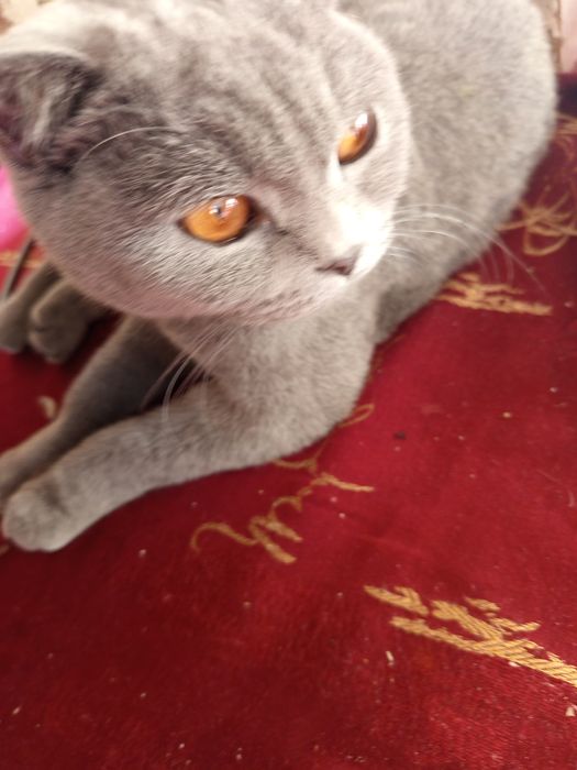 Scottish fold mushuk sotiladi srochnaaa!
