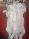 Donez 4 pisici 2-3 luni