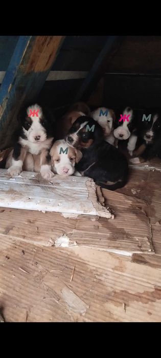 Подарявам най-сладките кученца