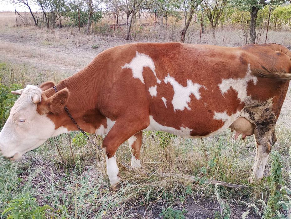 Vând vaca bălțată mai mult det la tel