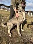 Donatie 2 catei talie mare