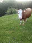 Vaca de vanzare .