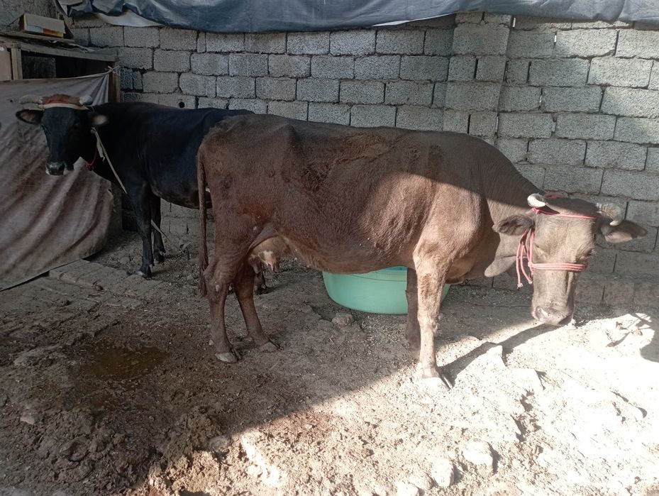 Ona bola sigir sotiladi