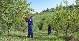 Taiat iarba, curatat pomi, defrisari livezi, taieri pomi, plantat pomi