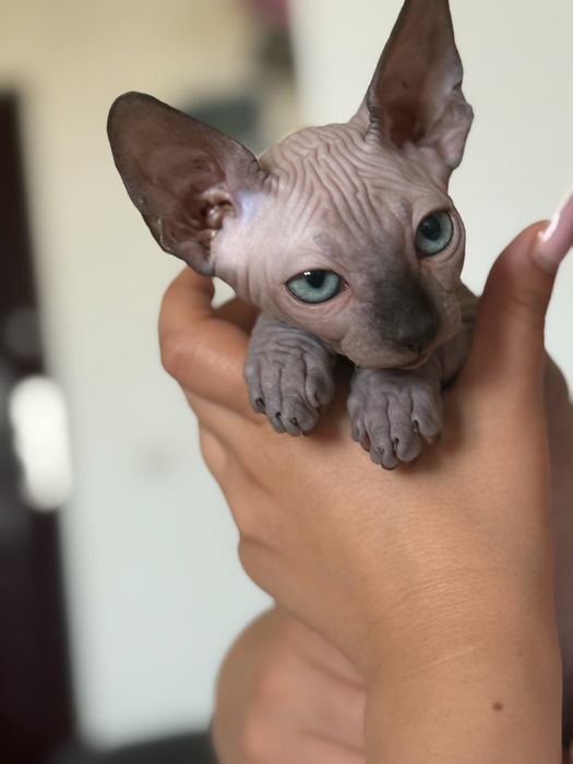 Pisica Sfinx Color point ochi albastri