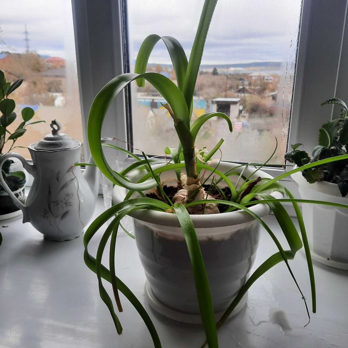 Цветы в дар, лечебные