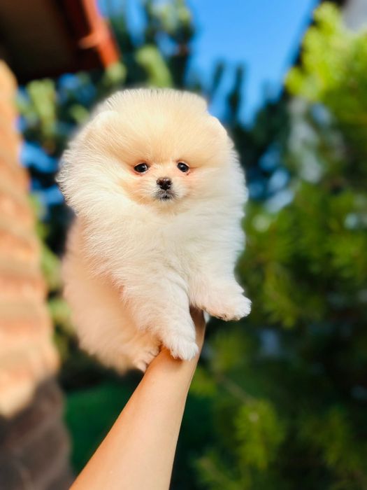 Pomeranian Spitz mini