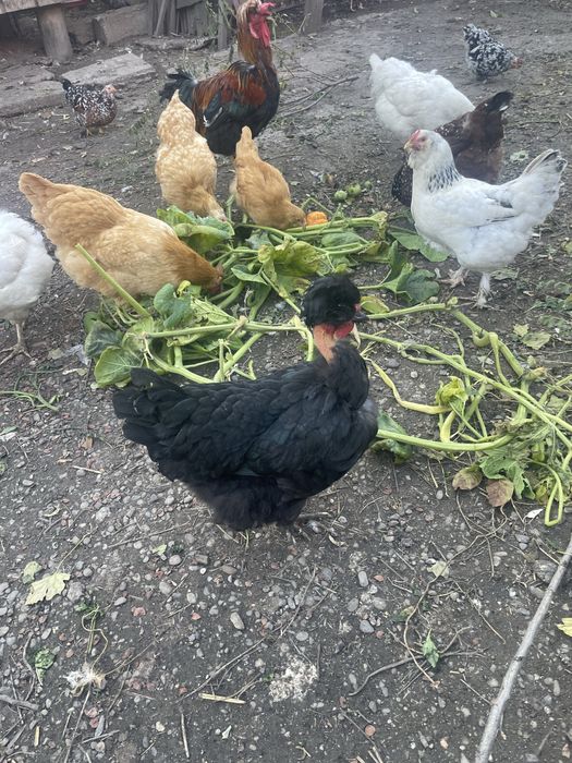 Vand gaini motate si cocosi de rasa