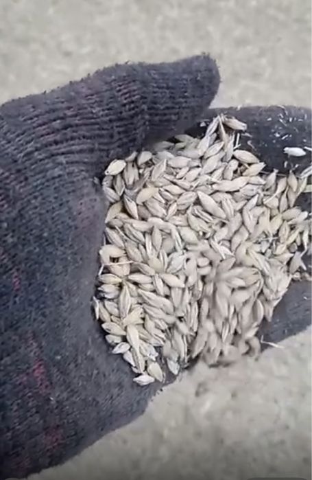 Арпа сатылады дәні толық