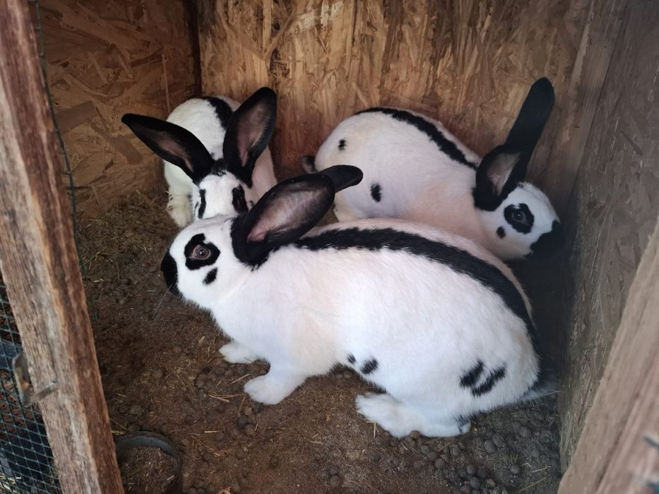 Iepuri Urias Pestrit German