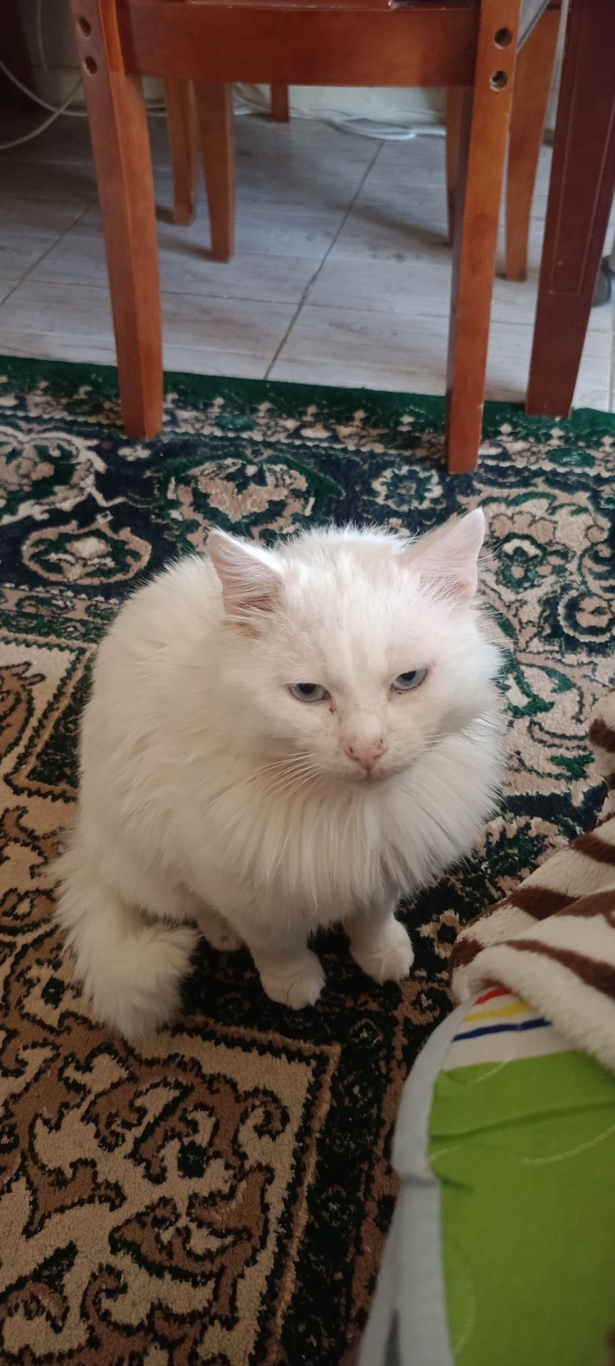 Кот в добрые руки