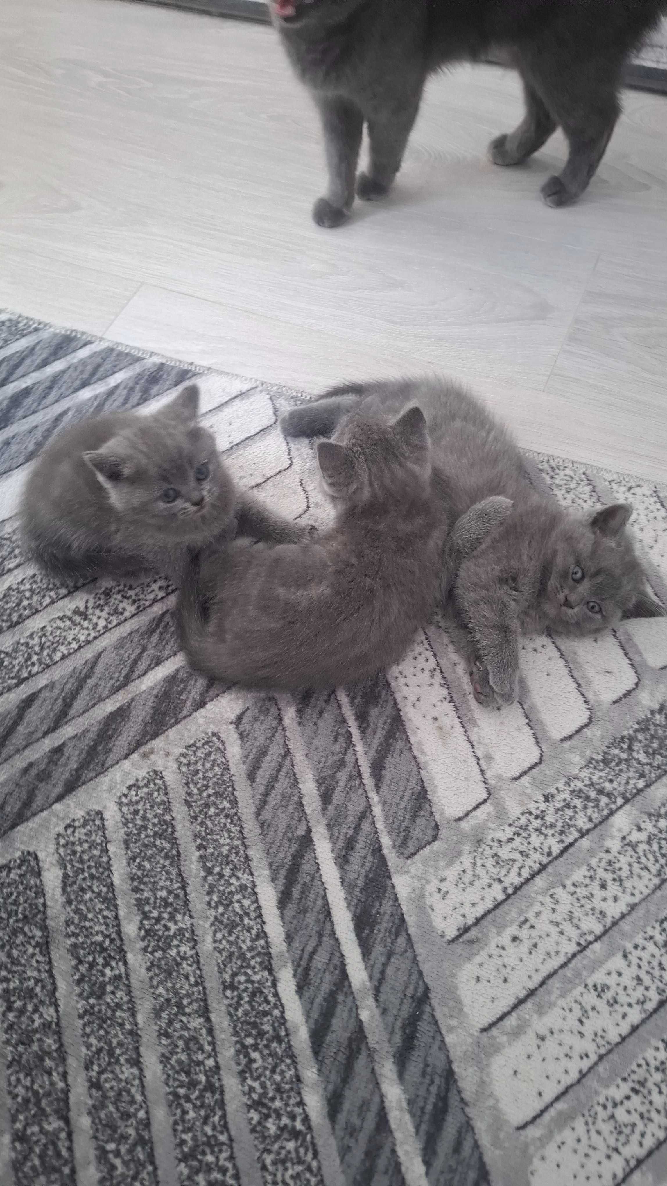 Британски котета