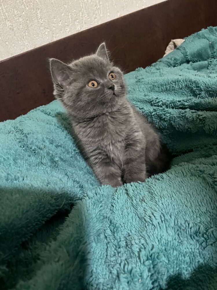 British shorthair