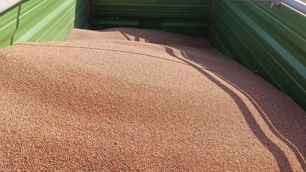 Vand sorg producție 2025