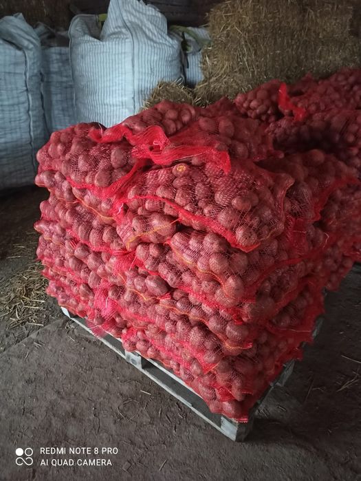 Cartofi consum Rosu si alb in saci de 10 kg