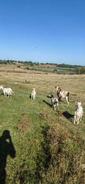 Vând 4 capre și un țap