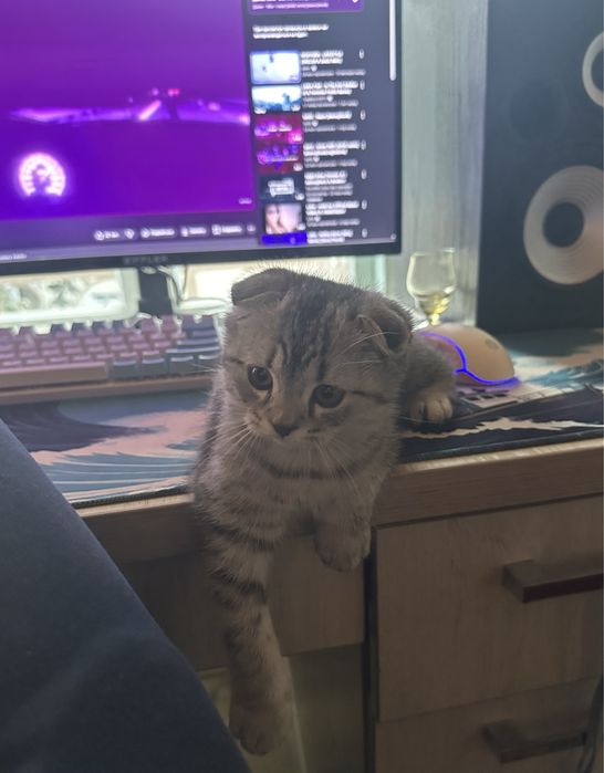 Продаю кота, породистый