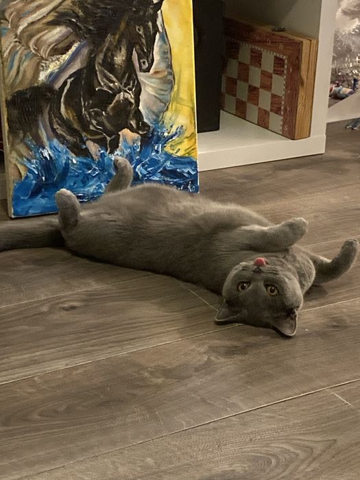 Сладка пухкава британка