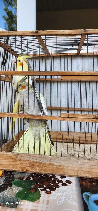 5 ойлик карелалар 140 000