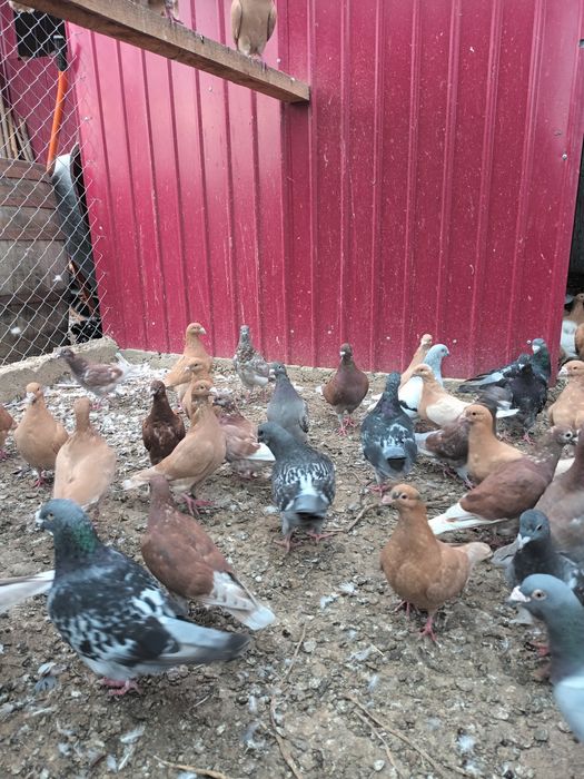 Porumbei voiajori de frumusețe