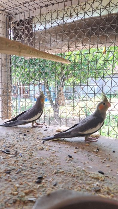 Папагали "Корели"