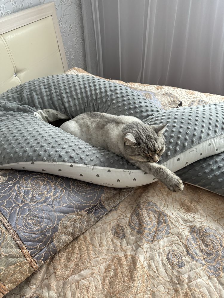 Кот бесплатно в добрые руки