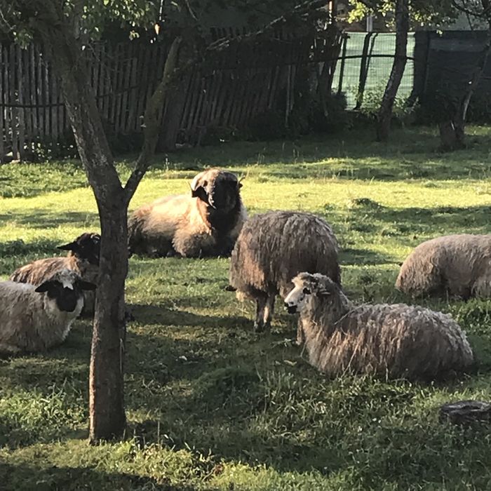 De vânzare 7 oi cu lapte si un berbec de prasilă de anul trecut