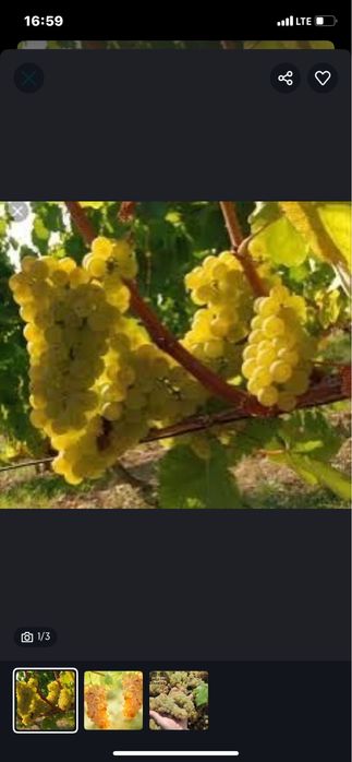 Vand struguri de vin 2025