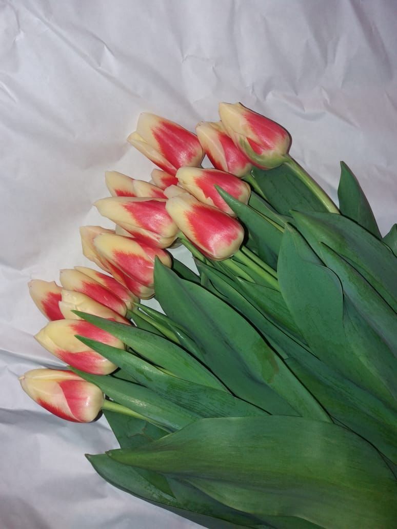 Тюльпаны Алматы оптом и в розницу