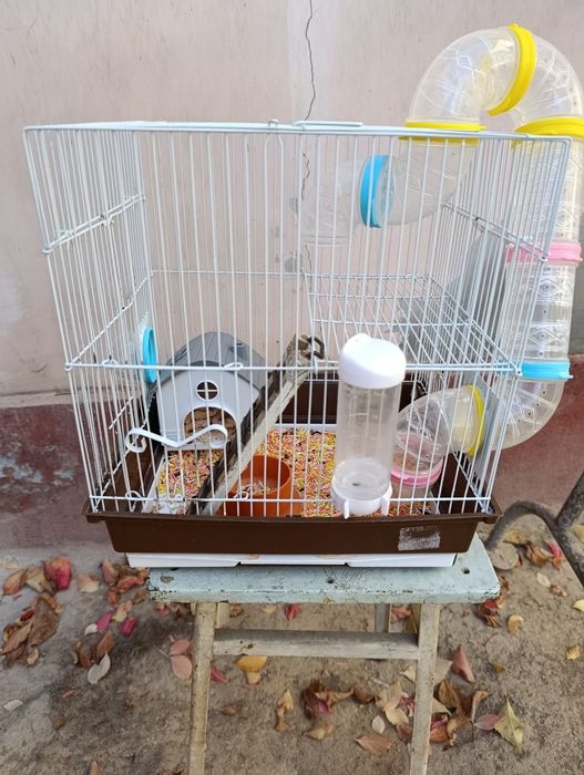 Продаю срочно !.Хомяков ,с клетками в месте .