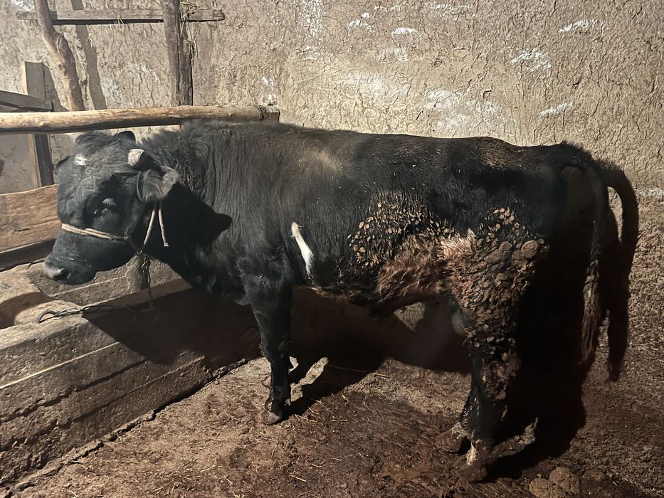 Бык             .