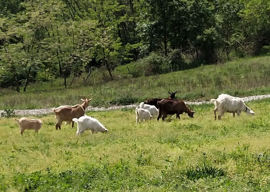 Iezi pentru păstrat sau sacrificat