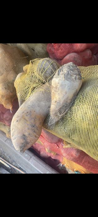 Свёкла сахарная 100тг оптом