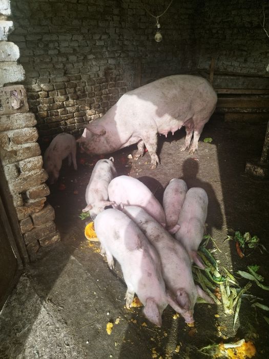 Продавам малки прасенца