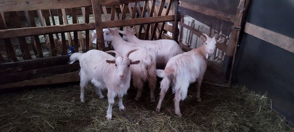 Iede carpatine de vanzare