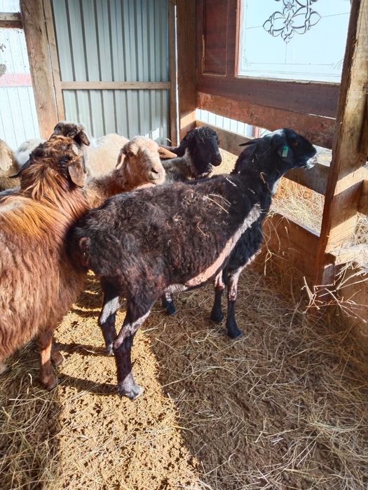 Тұсақ.саулық,буаз қойлар