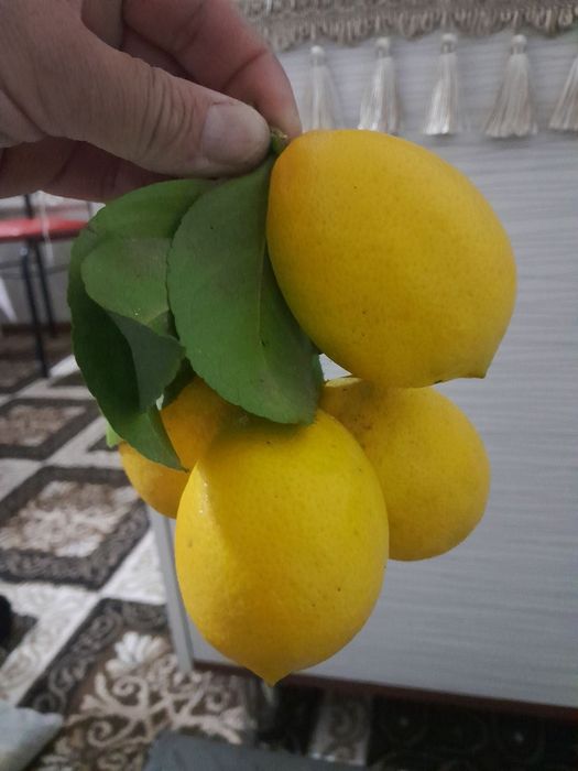 Mesniy limonlar sotilad