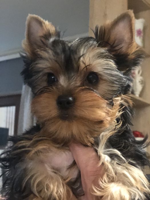 Кученца йоркширски териер