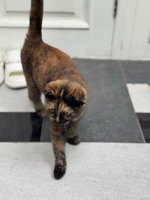 Mushuk bolasi 2 3 oylik