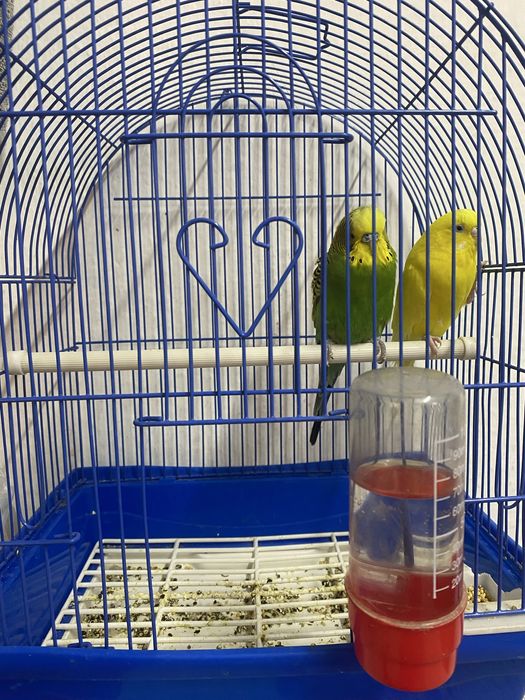 Пара ярких волнистых попугаев
