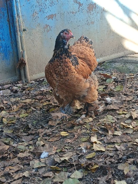 Pereche brahma PORȚELAN.